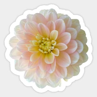 Dahlia Day Dreamer Flower Sticker